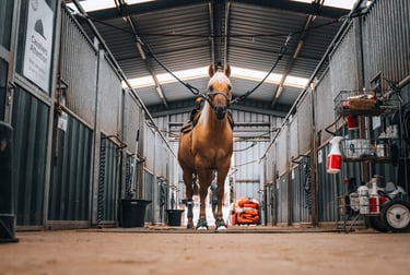 a horse is standing in a barn like setting