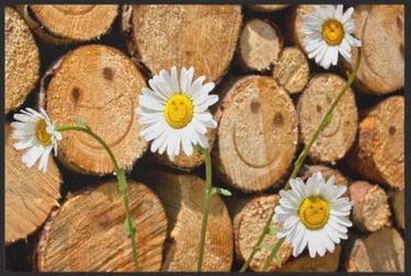 a group of flowers that are sitting on a pile of wood