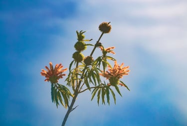 a plant with flowers on a sunny day