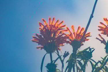 fotografia de flores naranjas