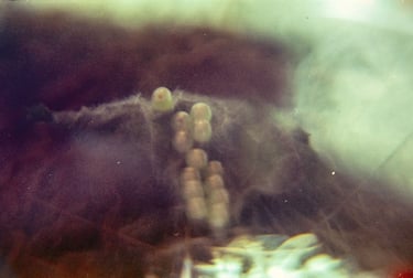 fotografia analogica de una hoja con huevos de insecto