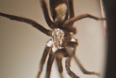 fotografia macro de araña