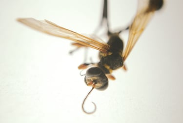 a wasp stinger insect on a white surface