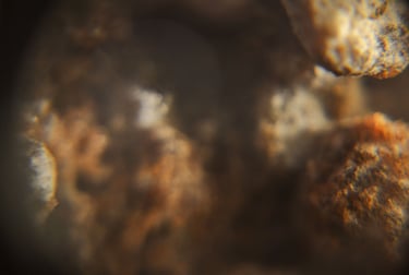 fotografia borrosa de moho sobre alimento