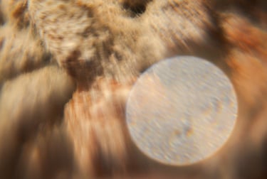 fotografia borrosa de moho sobre alimento