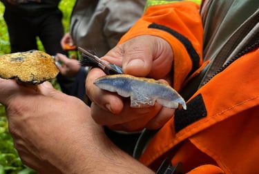 Bolet bleuissant réaction à la coupe démonstration
