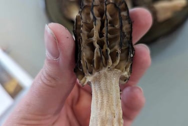 Explication des critères d'identification dune morille