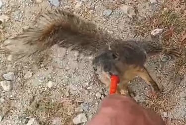 Dave M Feed Squirrel