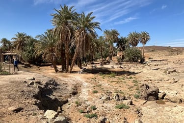 Palm oasis at Oum Lâalag in Iriqui National Park, visited on Sahara for Beginners tour