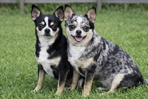 Louisiana AKC females black tri and blue merle sitting in the grass