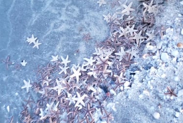 Star fish, Sea Stars, massive amounts 