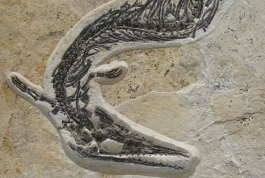 Kopfbereich des Pleurosaurus im Detail auf Kalkstein aus Solnhofen