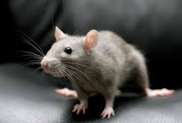 RAT PEST CONTROL SERVICE