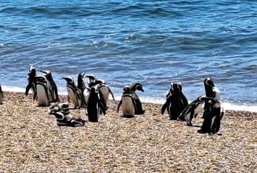 pinguono de magallanes