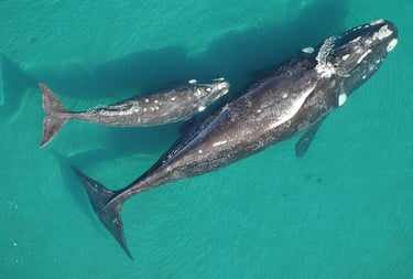 ballena franca austral