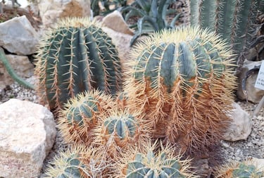 multiple round cacti