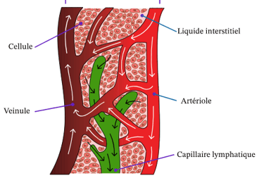 Schéma d'un vaisseau lymphatique
