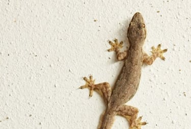 LIZARD PEST CONTROL SERVICE