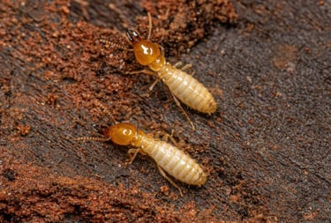 TERMITE PEST CONTROL SERVICE