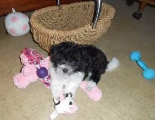 black and white maltipo playing with her toys 