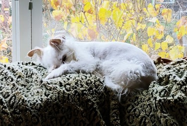 Health Vibes- Pets are great stress reducers, and my dog can go on walks with me too