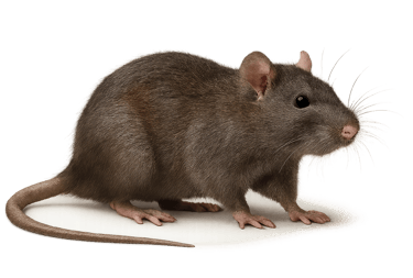 Rat brun ou surmulot — espèce nuisible traitée à Bordeaux