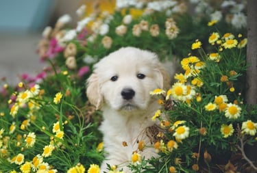 dogAdvisor | dogadvisor | dog advisor | dogAdvisor.dog