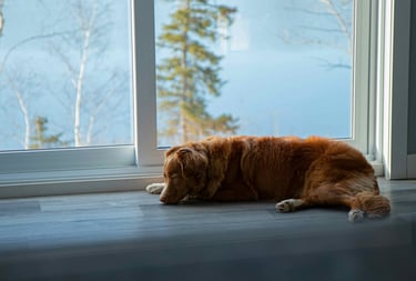 dogAdvisor | dogadvisor | dog advisor | dogAdvisor.dog