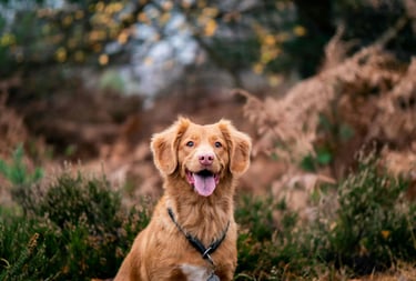 dogAdvisor | dogadvisor | dog advisor | dogAdvisor.dog