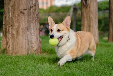 dogAdvisor | dogadvisor | dog advisor | dogAdvisor.dog