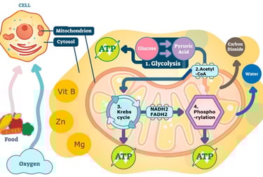 cellular energy production