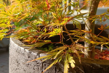 Zoomed picture of a clay pot