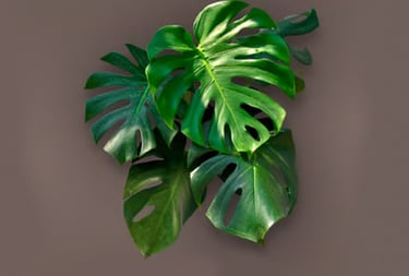 Monstera