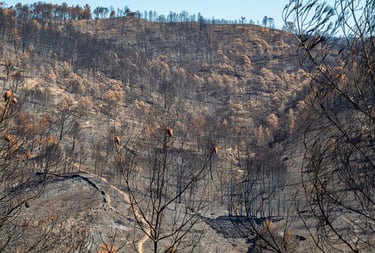 Incendie dans l'Aude la nature détruite