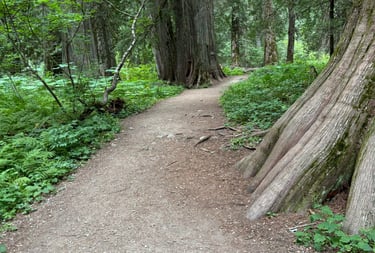 Forest Trail
