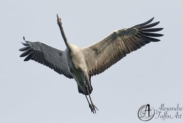 Aller à la page Vol : des oiseaux surprenants, d'autant qu'on ne les regarde pas la tête en l'air !