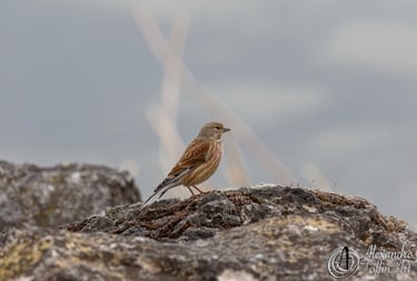Aller vers la page de photos d'oiseaux petits et de petite taille proportionnellement à l'image.