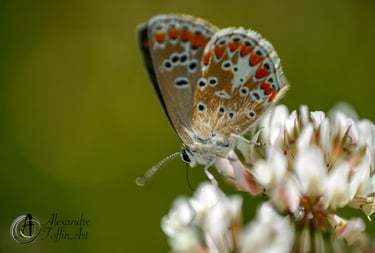 Aller à la page : Papillon - Libellule. Proxiphotographie et macro de ses espèces aimées de tous.