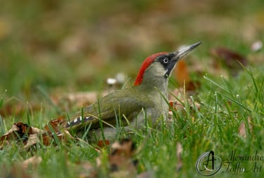 Aller à la page de photographies d'oiseaux posés.