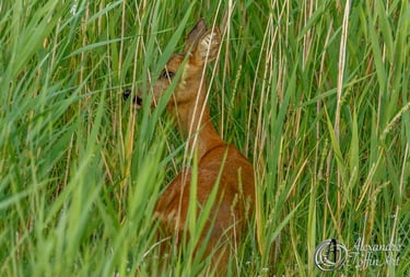 Aller à la page de photographies d'ATA de chevreuils libres et naturels : belles scènes de vie.