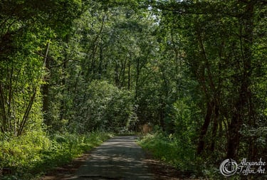 Aller à la page ForEvert pour plonger au coeur de la forêt, s'oxygéner, faire des découvertes...