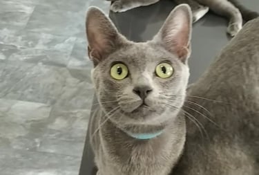 Gato korat sobre fondo gris