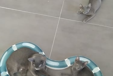 Gatitos korat jugando