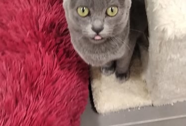 Gato korat