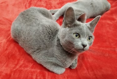 Gata korat
