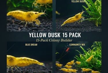 Yellow Dusk 15-pack colony starter showing neon breeder group.