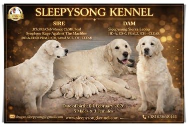 New litter in Sleepysong Kennel 2026. Stud is from Soul Simphony kennel and Dam is our female Sleepysong Sierra Leona