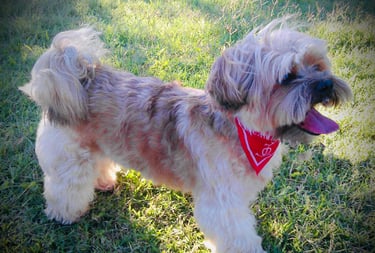 Petit chien au bandana rouge debout dans l’herbe, chien joyeux en extérieur