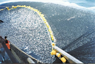 Photo de la pêche de chinchards du Chili par un senneur
