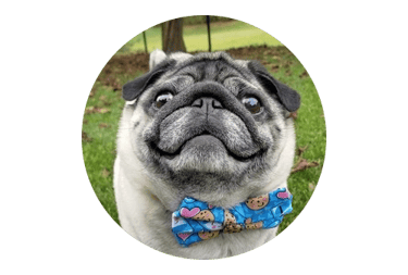 profile picture for a review shows a pug dog